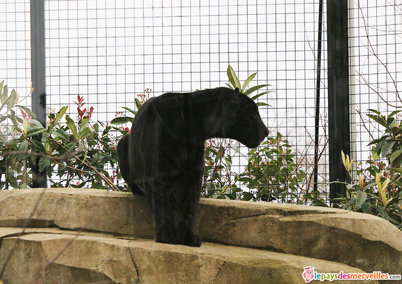 jaguar noir zoo de paris