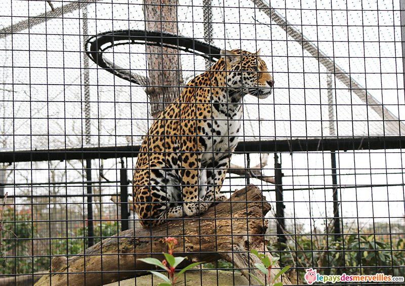 jaguar zoo de paris