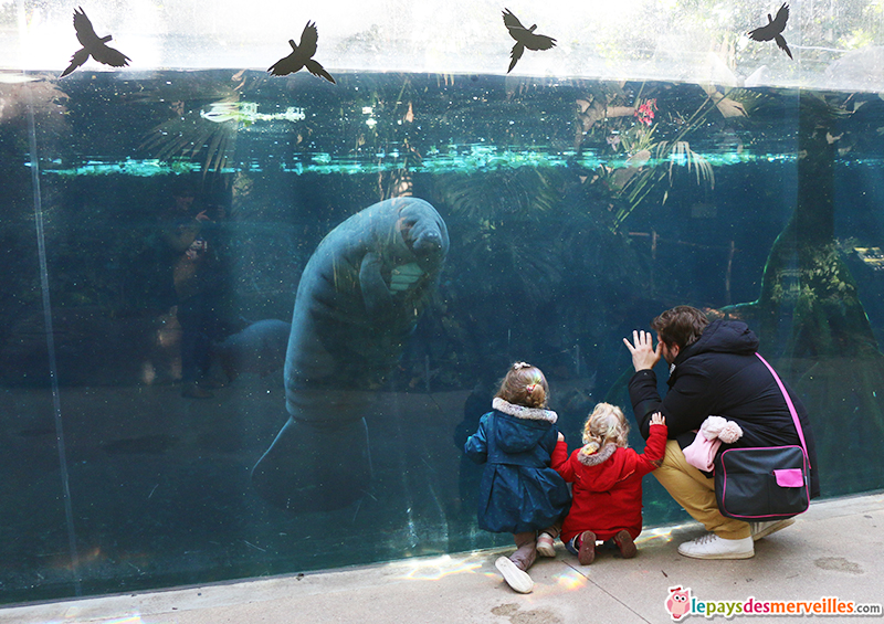 lamantin zoo de vincennes