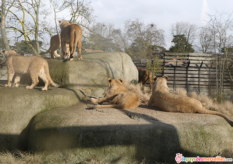 Enclos des lionnes au zoo de Vincennes