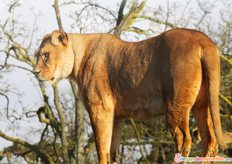 lionne du zoo de paris