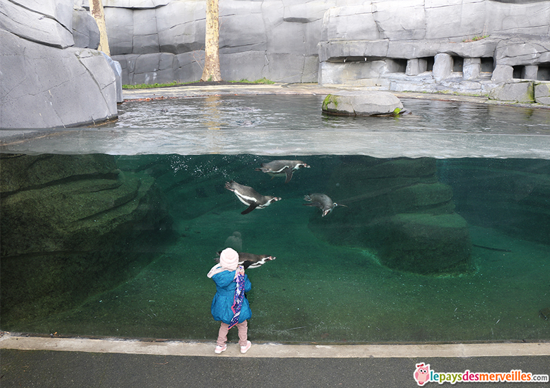 manchot zoo de vincennes