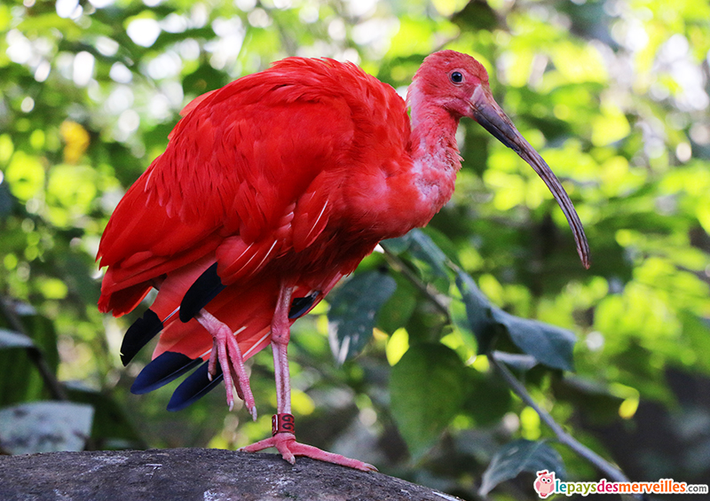 un oiseau aux plumes rouge au zoo de vincennes