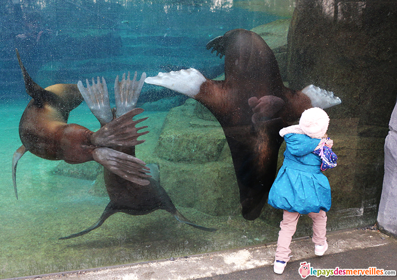 otaries zoo de paris