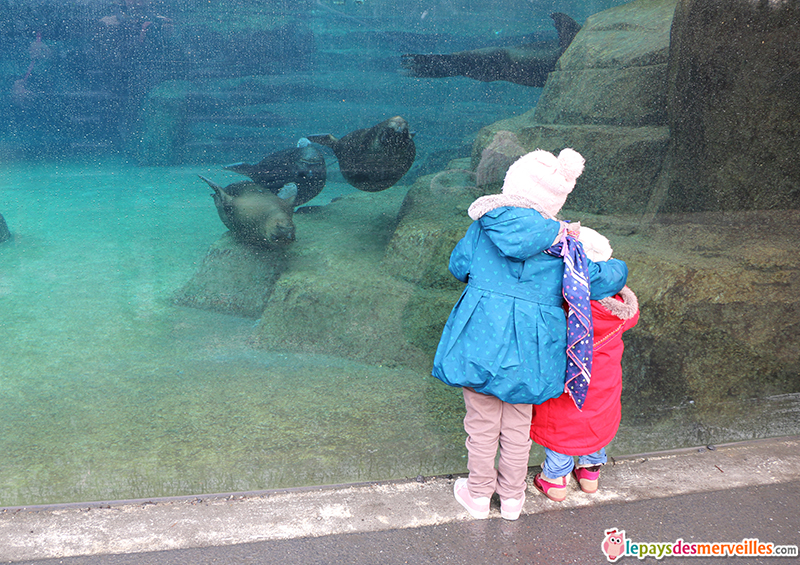 otaries dans leur bassin au zoo de paris