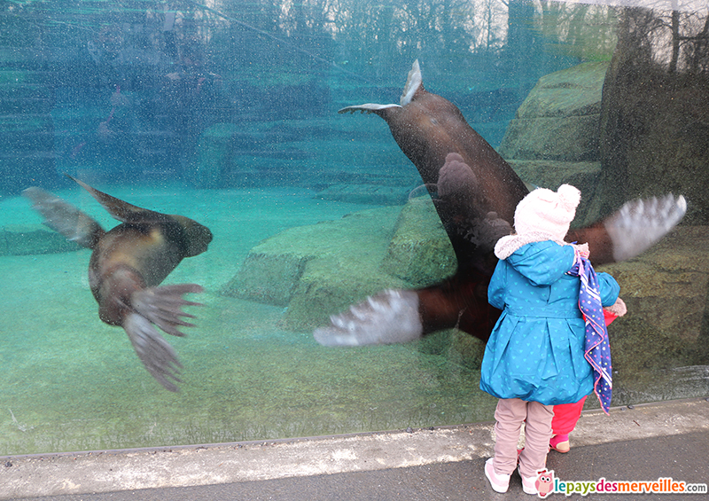 danse des otaries au zoo de Vincennes