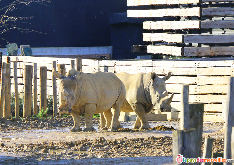 rhinoceros zoo de paris