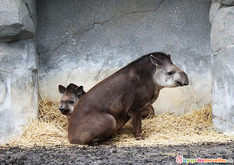 tapir zoo de paris