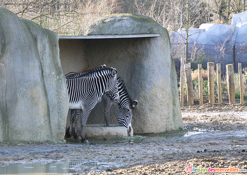 zebres zoo de paris