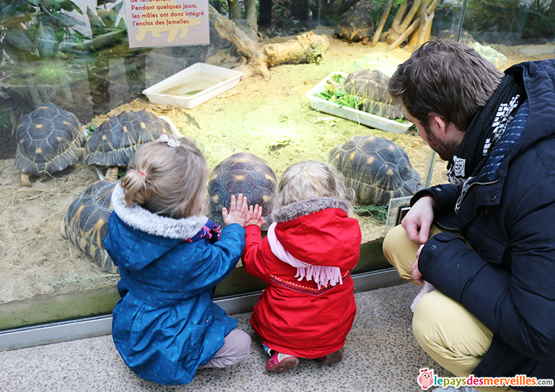 zoo de paris Tortue