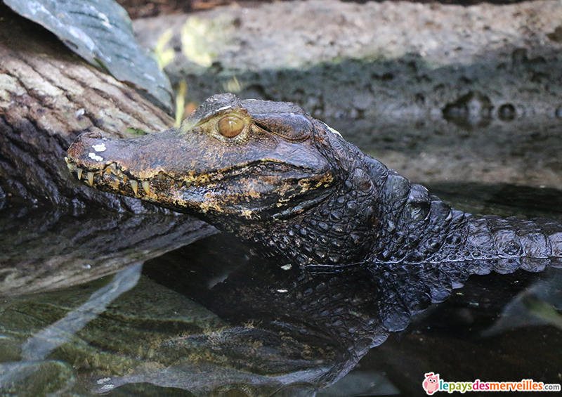 zoo de paris caiman