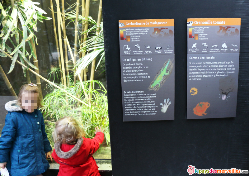 zoo de paris grenouille tomate