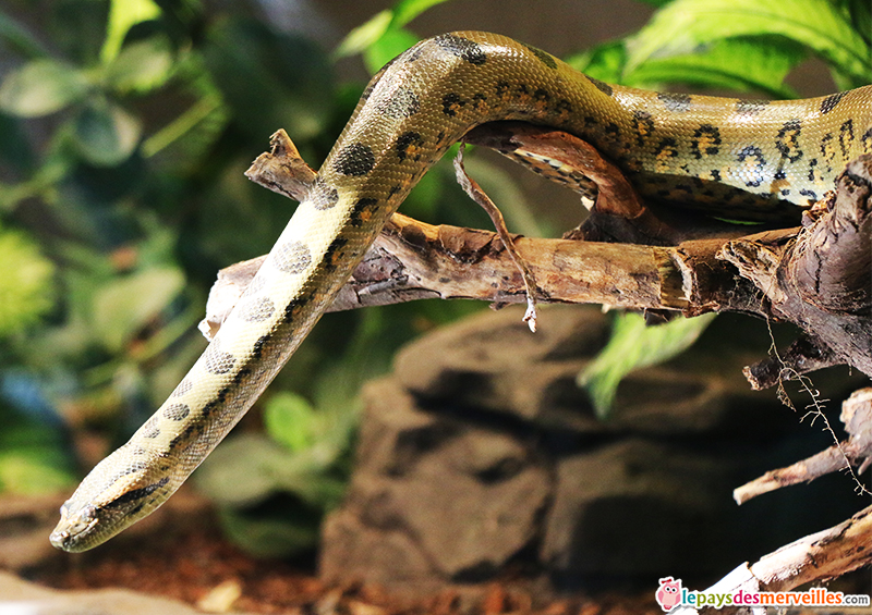 zoo de paris serpent