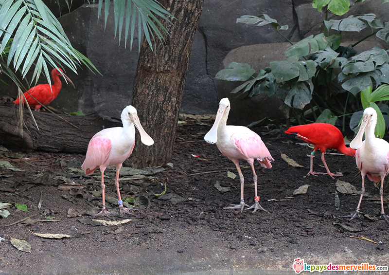 Les oiseaux de la serre au zoo de Vincennes