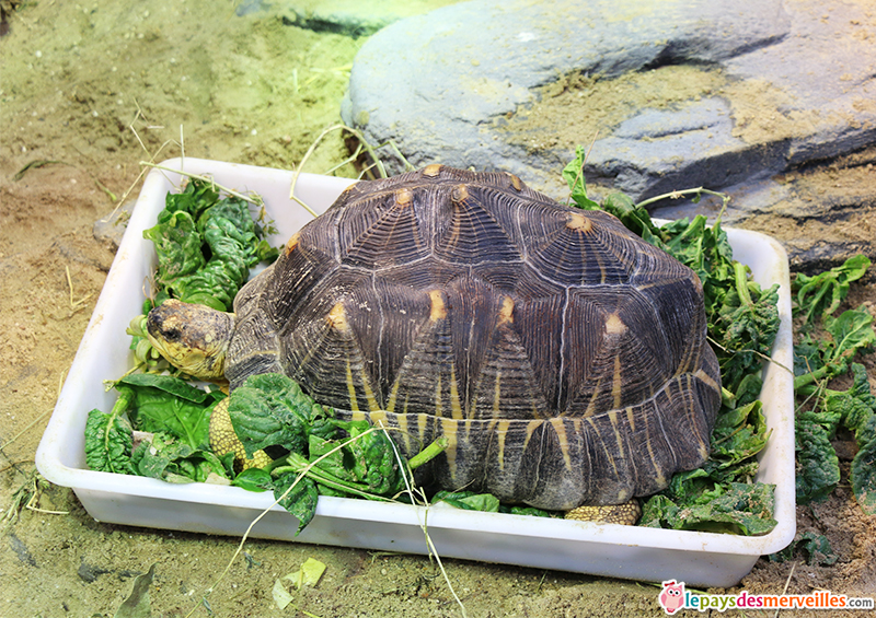 Repas d'une tortue au zoo de Vincennes