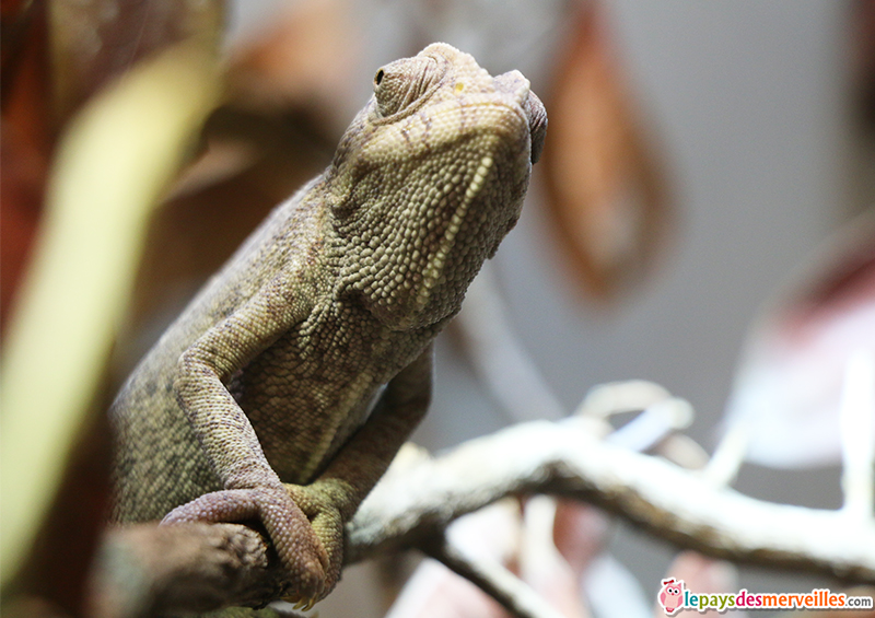 zoo de vincennes cameleon