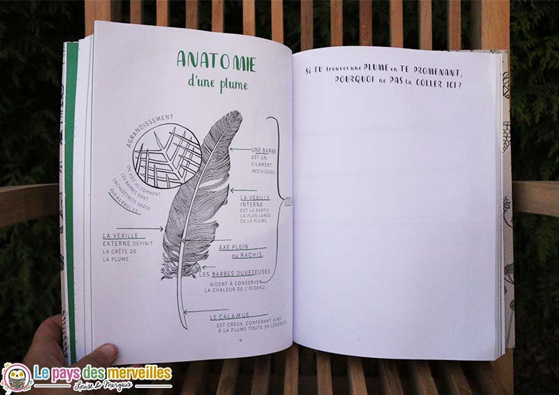 anatomie plume