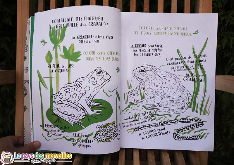 difference crapaud grenouille