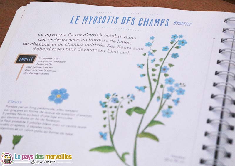 herbier fleurs myosotis