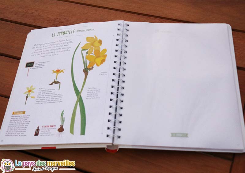 herbier jonquille