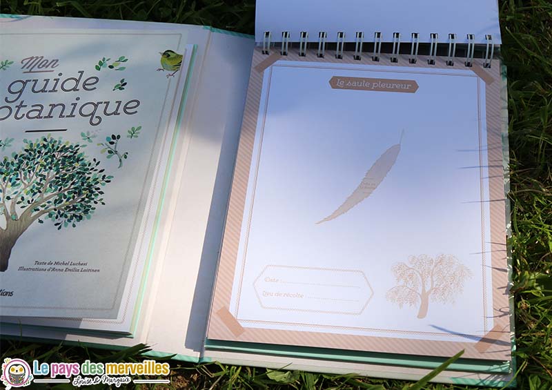 herbier saule pleureur