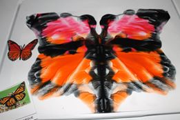 peinture papillon