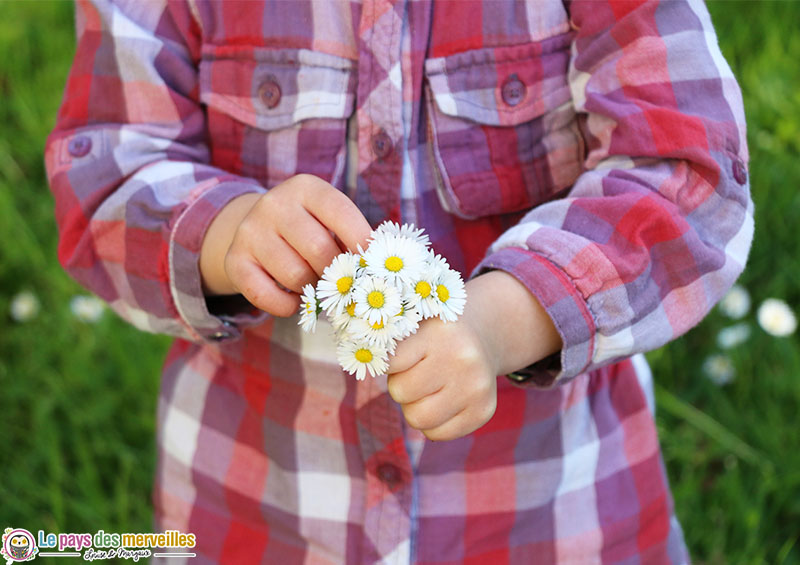 bouquet de pâquerettes du jardin