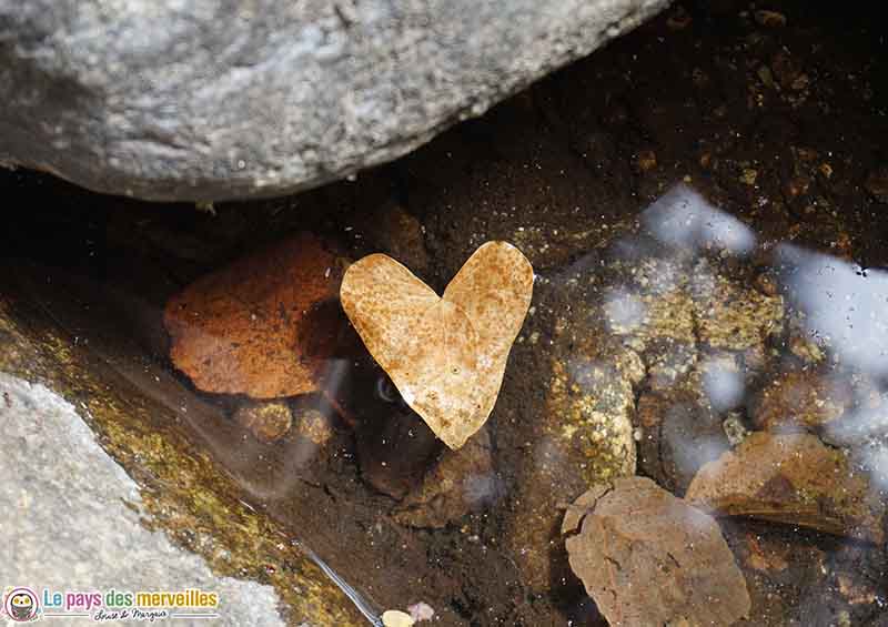 Feuille en forme de coeur