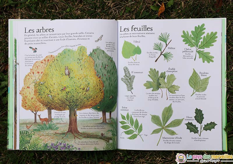 illustrations arbres et feuilles