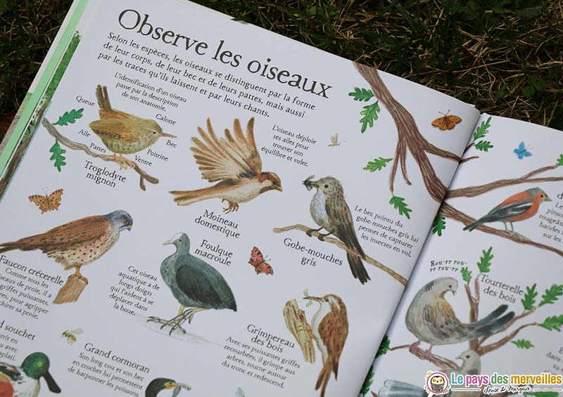 Observer et identifier les oiseaux