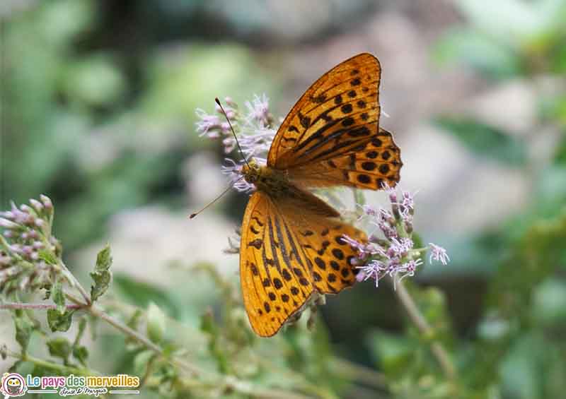 papillon orange