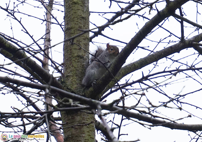 écureuil dans un arbre