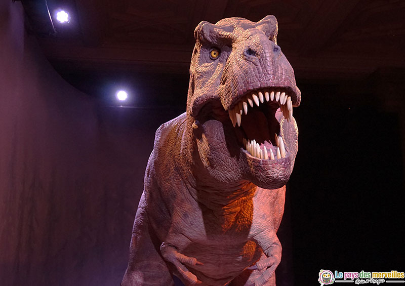 Natural History Museum tyrannosaure