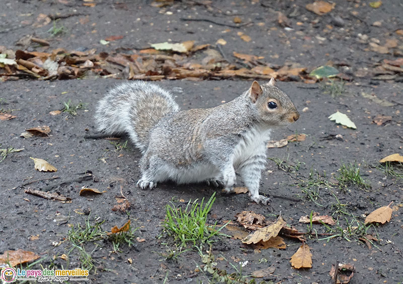 écureuil à Hyde Park Londres