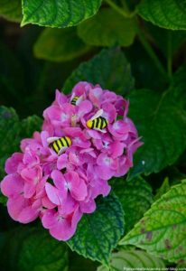 abeilles en pâte fimo