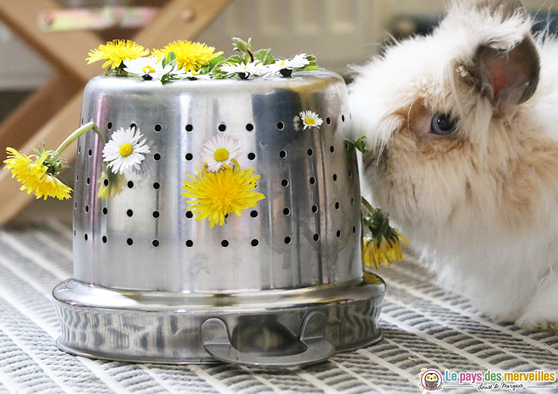 Fleurs comestibles pour lapin