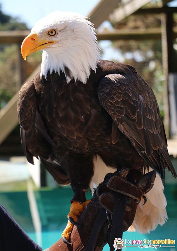 oiseaux aquashow