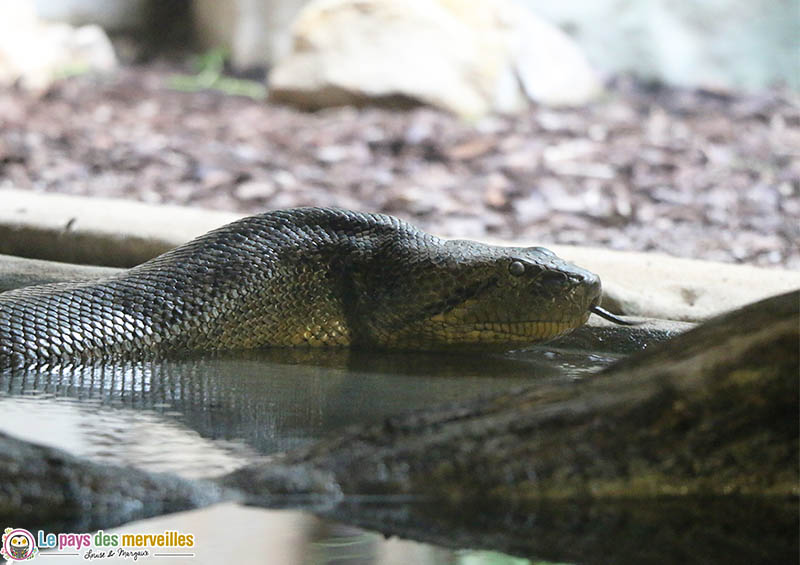 Tête anaconda au zoo de thoiry