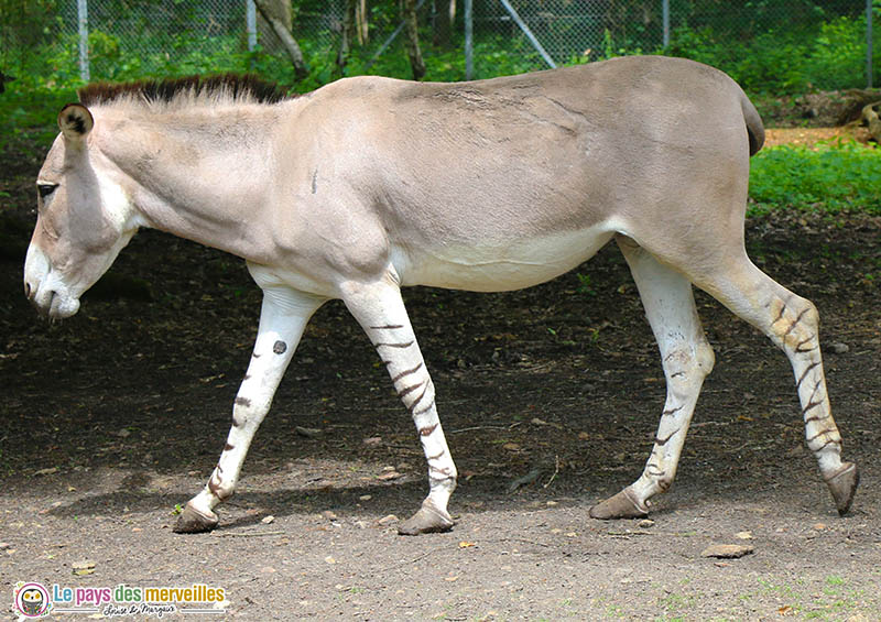 ane de Somalie avec les pattes zebrées