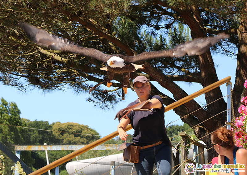 Spectacle oiseaux Aquashow Audierne