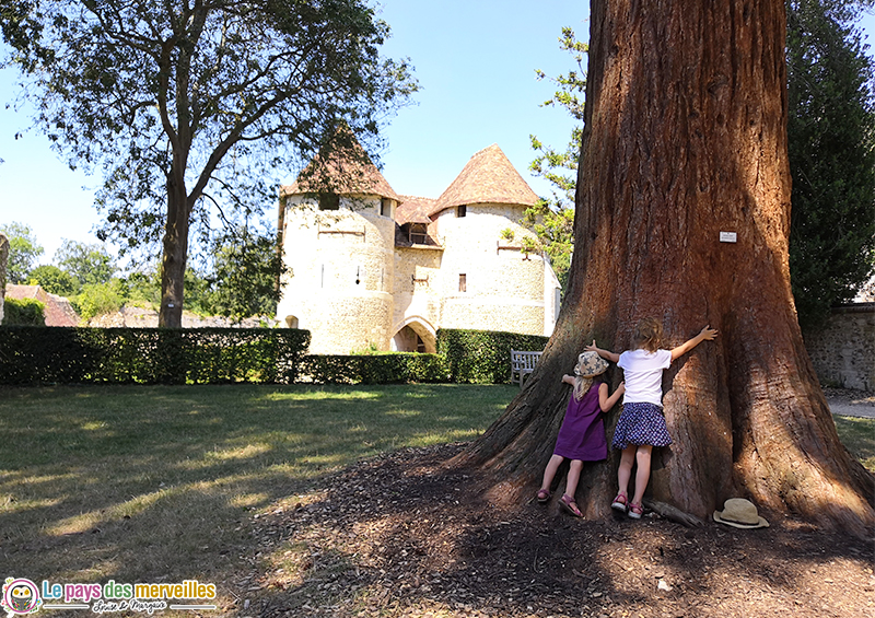 Arbre géant à Harcourt