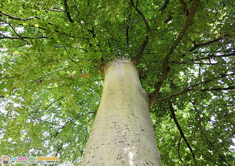 Arbre de l'arboretum d'Harcourt