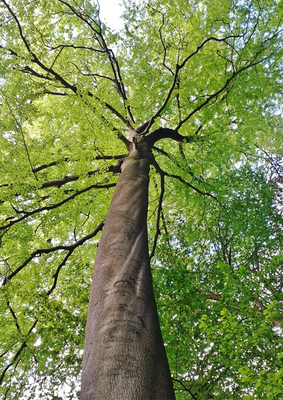 arbre vu d'en bas