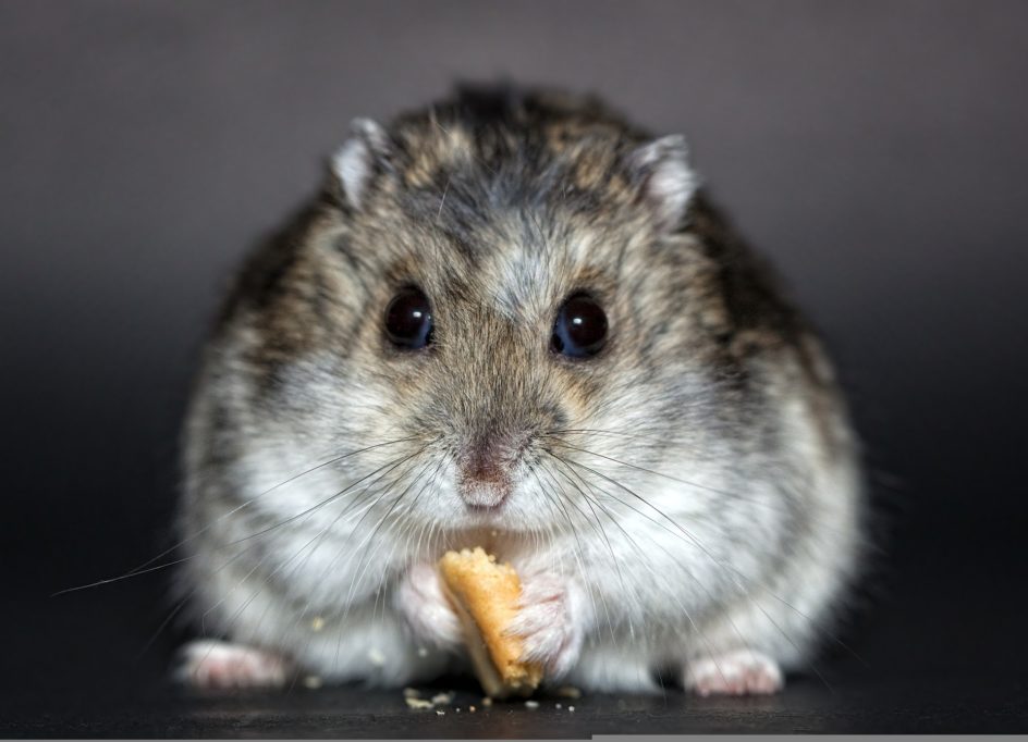 Pourquoi adopter un hamster ? 