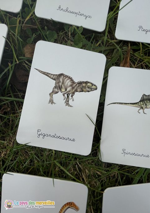 Cartes Montessori legendées dinosaures