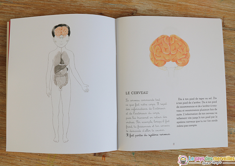 fonctions du cerveau