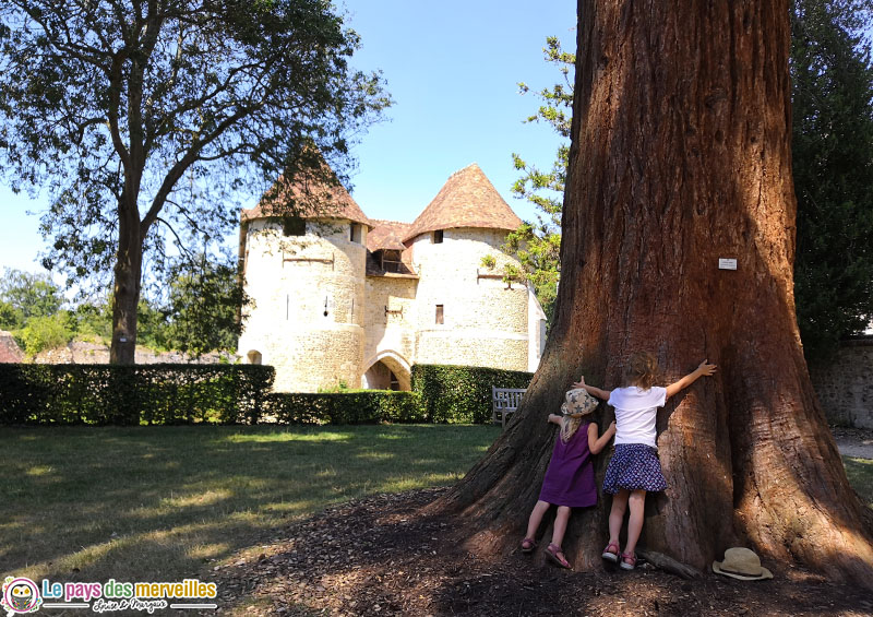 Arbre géant à l'arboretum d'Harcourt