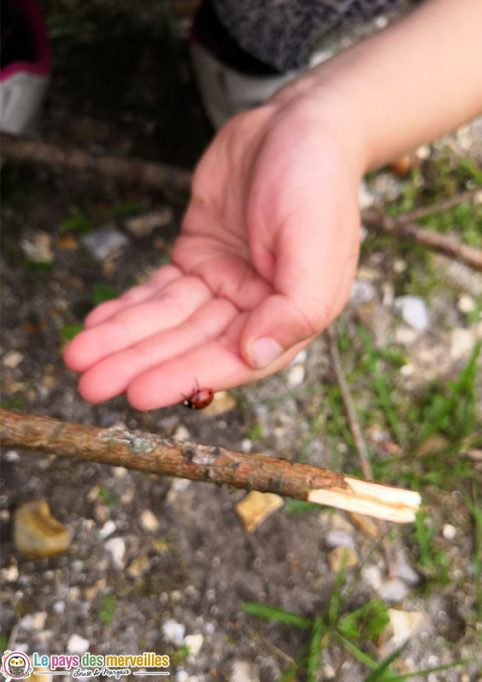 Coccinelle 