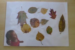 Collage de feuilles d'arbres