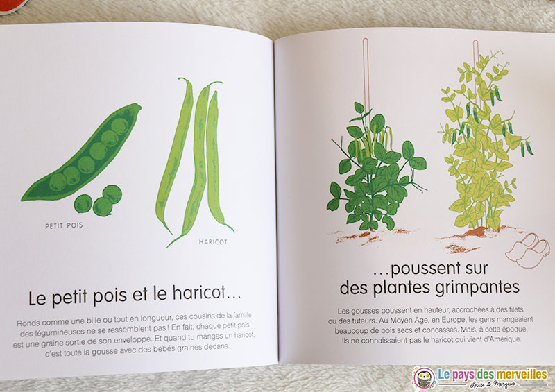 Comment poussent les petits pois et les haricots ?